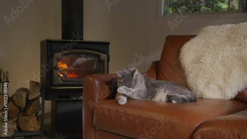 In a warm room, a content cat lounges on a cozy sofa by a glowing fireplace, alongside a beautifully decorated Christmas tree, creating a perfect festive atmosphere filled with joy