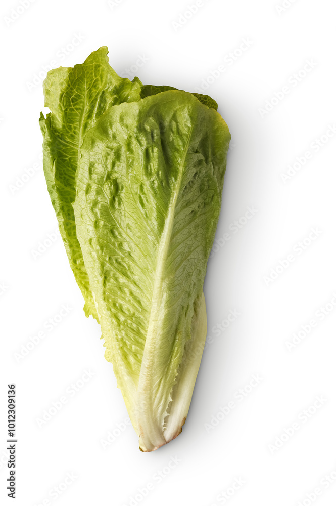 romaine lettuce with shadow isolated on transparent background