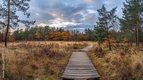 Serene Pathway Through Autumn Forest Landscape