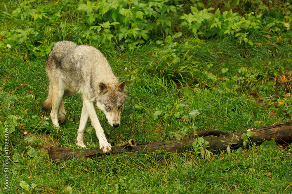 Grey wolf stepping onto a log in a forest. Grey wolf stepping onto a log in a forest.