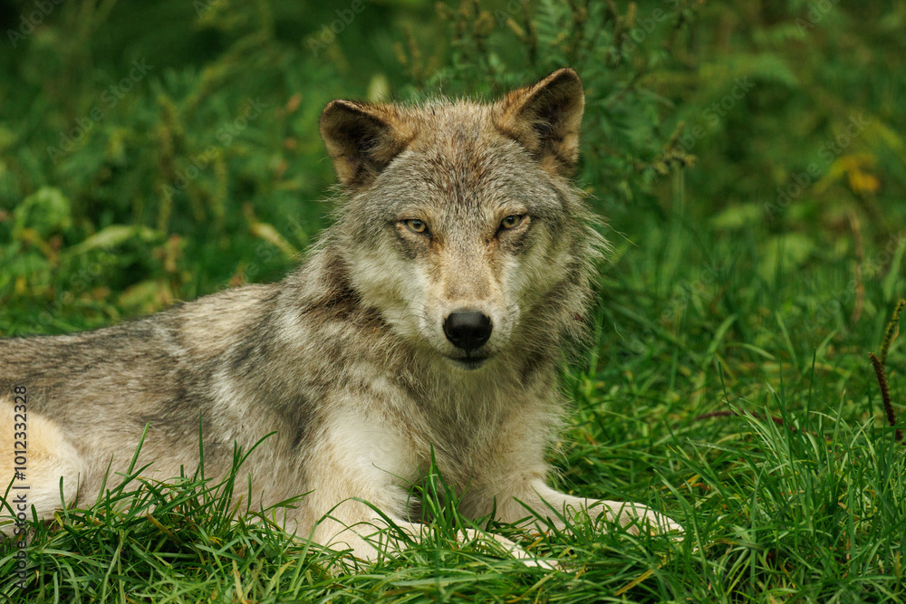 Fototapeta premium Grey wolf staring at you while laying in the grass.