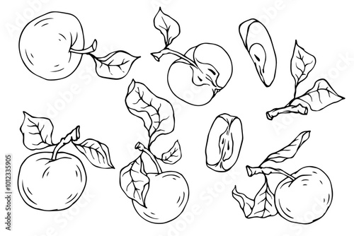 Set of linear sketches, doodles of apple fruits and pieces of fruit. Vector graphics.
