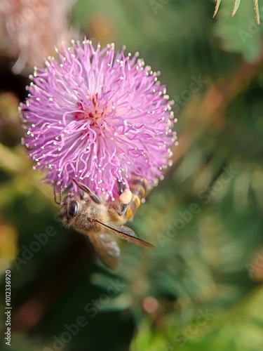bee on thistle