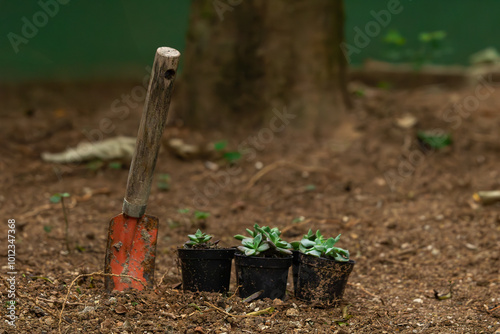 Pá de jardinagem ao lado de mudas de suculentas em vasos pequenos no solo