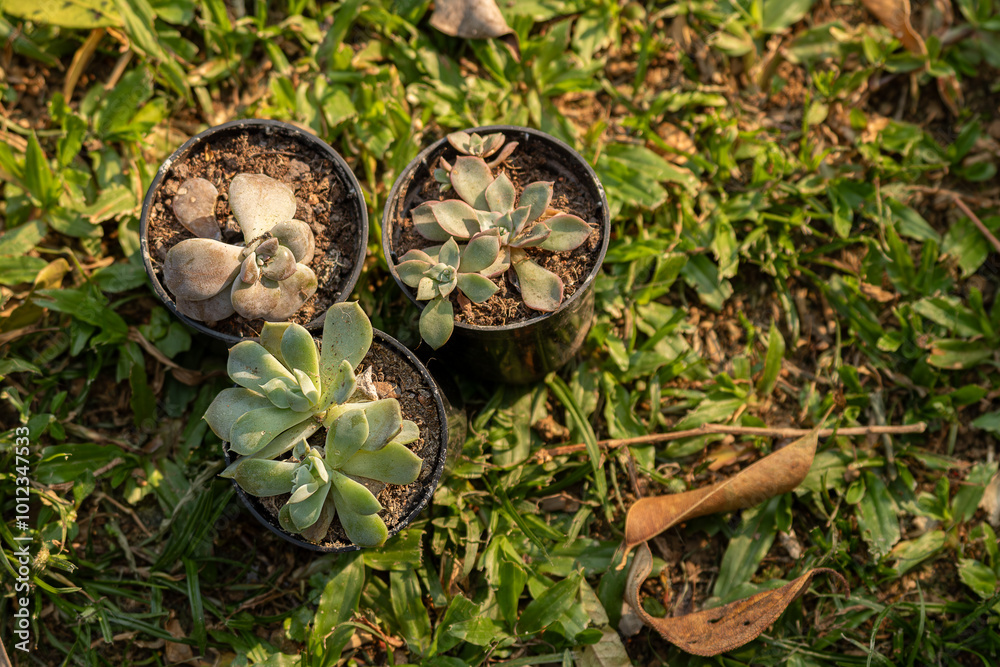 Mudas de suculentas em vasos pequenos sobre grama ao ar livre Mudas de suculentas em vasos pequenos sobre grama ao ar livre
