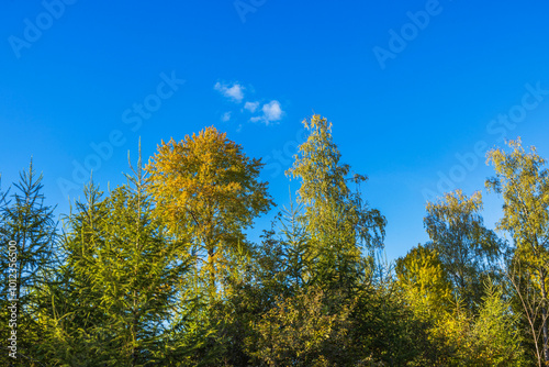 Autumn trees with vibrant green and golden leaves in sunny forest against clear blue sky. Sweden.