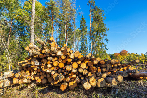 Tableau sur toile Close-up view of stacked cut logs from deforestation, with forest background and clear blue sky in autumn