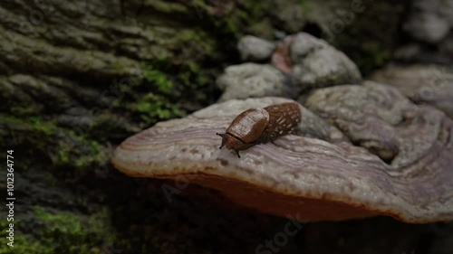 3D animation of a slug moving slowly on a mushroom in a natural forest.