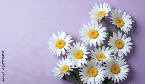 white daisies on a purple pastel paper texture background with copy space