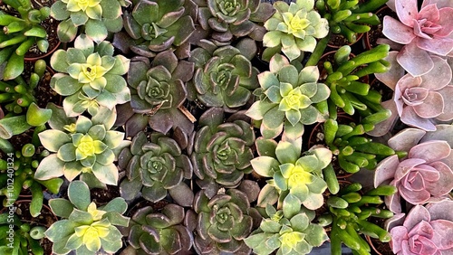 Closeup of rows of colorful small succulent plants photo