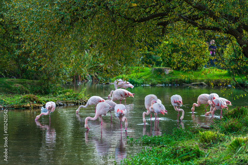 A flock of pink flamingos wades in a tranquil pond bordered by lush green foliage. They are reflected in the water as they dip their heads and forage for food.
