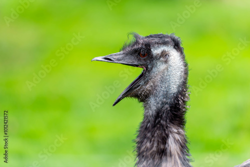 An emu with its beak wide open, as if in mid-call, stands out against a blurred green background. Its dark feathers and intense gaze create a striking image.