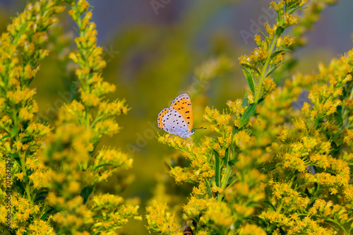 A Bronze Copper Butterfly on Feeds on Canada Goldenrod at Lake Erie Metropark, in Brownstown Charter Township, Michigan. photo