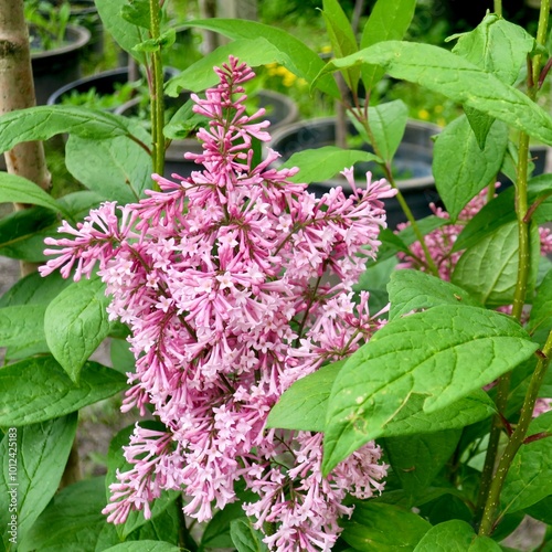 Canvas Print Beautiful flowers of 'Miss Kim' Korean lilac shrub (yringa pubescens subsp patul