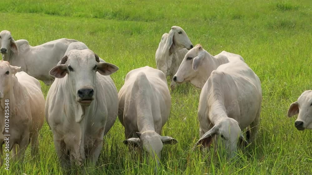custom made wallpaper toronto digitalAn aerial view showcases Brahman cows grazing in lush Costa Rican pastures, highlighting the regions beauty and the importance of Zebu cattle in local agriculture and farming practices