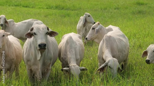 Wallpaper Mural An aerial view showcases Brahman cows grazing in lush Costa Rican pastures, highlighting the regions beauty and the importance of Zebu cattle in local agriculture and farming practices Torontodigital.ca