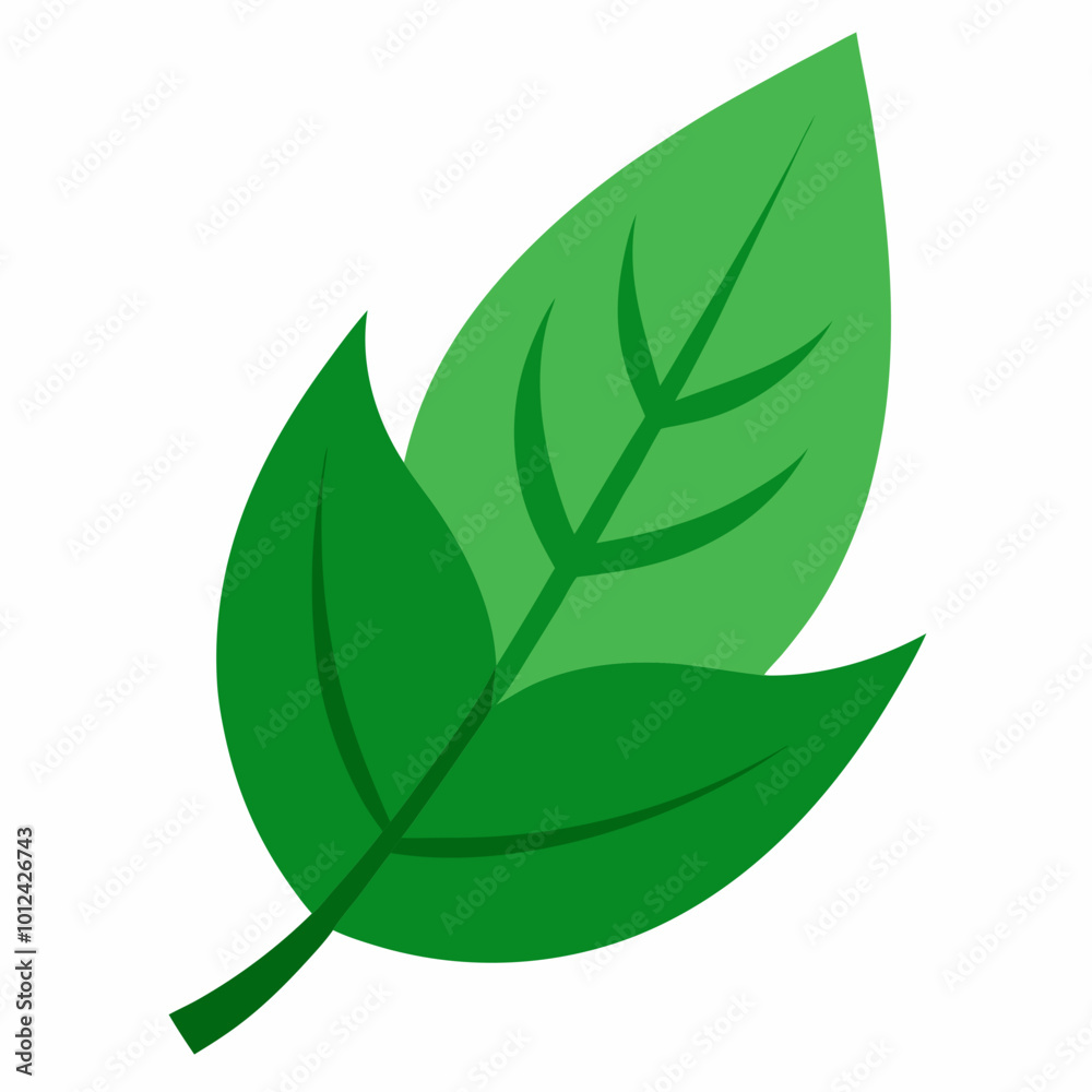 Naklejka premium green leaf isolated on white