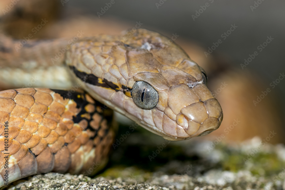 close up of a snake close up of a snake