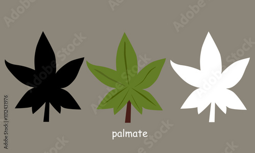 Vector illustration set palmate leaves photo