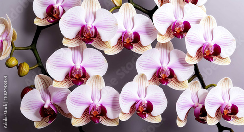 Colorful orchid flowers background