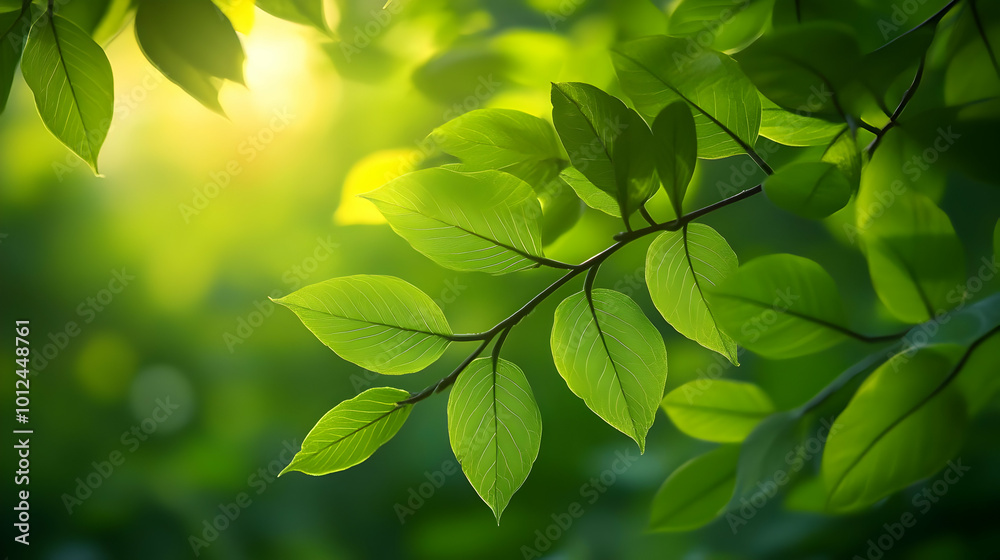Green Leaves Background - Sunlight Through Fresh Spring Leaves Green Leaves Background - Sunlight Through Fresh Spring Leaves
