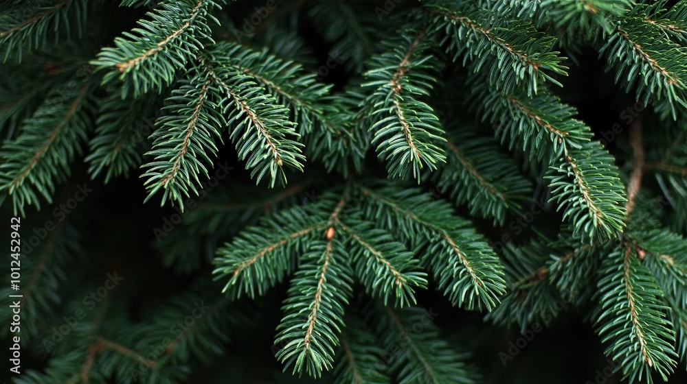 Close-up view of a Christmas tree background Close-up view of a Christmas tree background