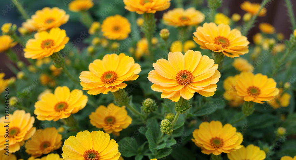 Yellow nemesia flowers background Yellow nemesia flowers background