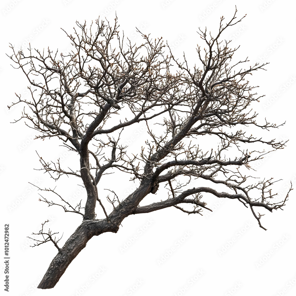 Photo - Bare Branches of a Tree Reaching Out on a White Background Photo - Bare Branches of a Tree Reaching Out on a White Background