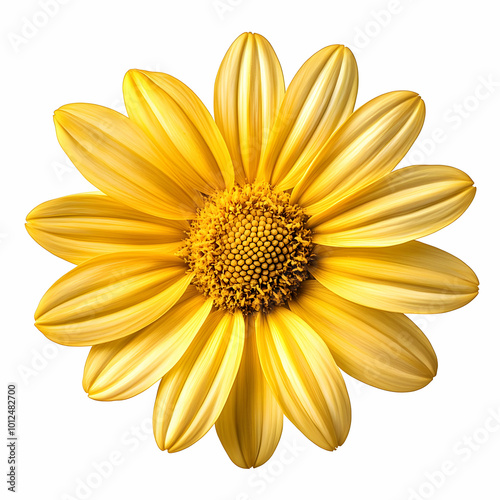 Golden Yellow Flower Photo: Vibrant Bloom on White photo