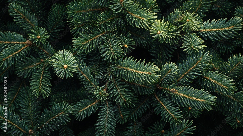 Branch of spruce during snowfall on black isolated background Branch of spruce during snowfall on black isolated background