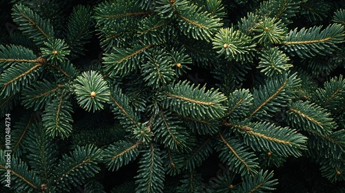 Branch of spruce during snowfall on black isolated background