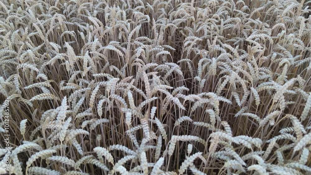 Close up view of field of wheat. Views inside a wheat field. windy wheat field landscape in the summer season sun Close up view of field of wheat. Views inside a wheat field. windy wheat field landscape in the summer season sun