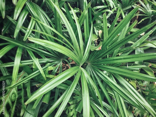 Beautiful of green tropical leaves plant background or texture