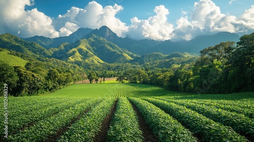 Lush green field of crops in the valley, with mountains in the background and a bright blue sky with fluffy white clouds.