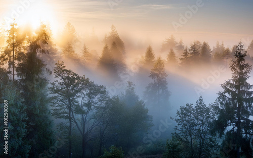 sunrise in the forest with heavy fog