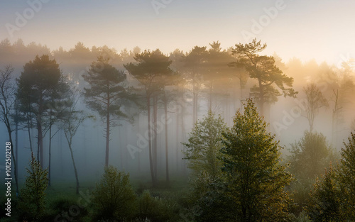 morning mist over the trees