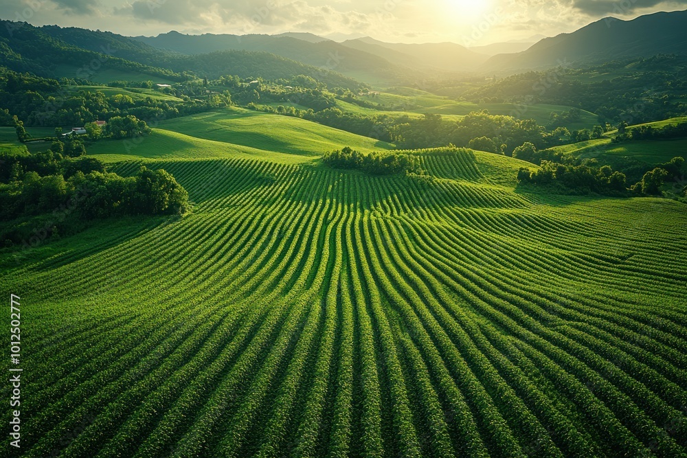 Aerial view of rolling green hills with vineyards at sunset. Aerial view of rolling green hills with vineyards at sunset.