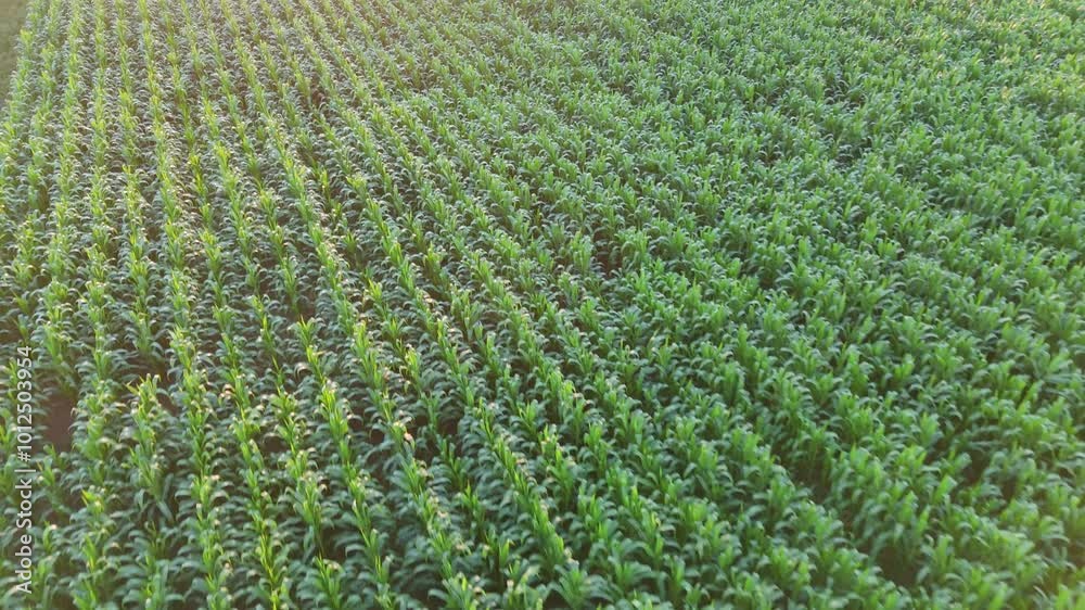 Aerial video of a green cornfield taken by a drone, showcasing the field's vast expanse during summer. Aerial video of a green cornfield taken by a drone, showcasing the field's vast expanse during summer.