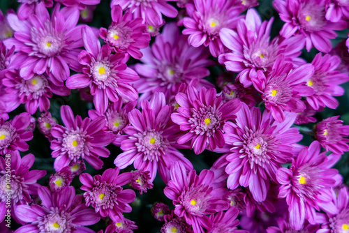 purple flowers in the garden