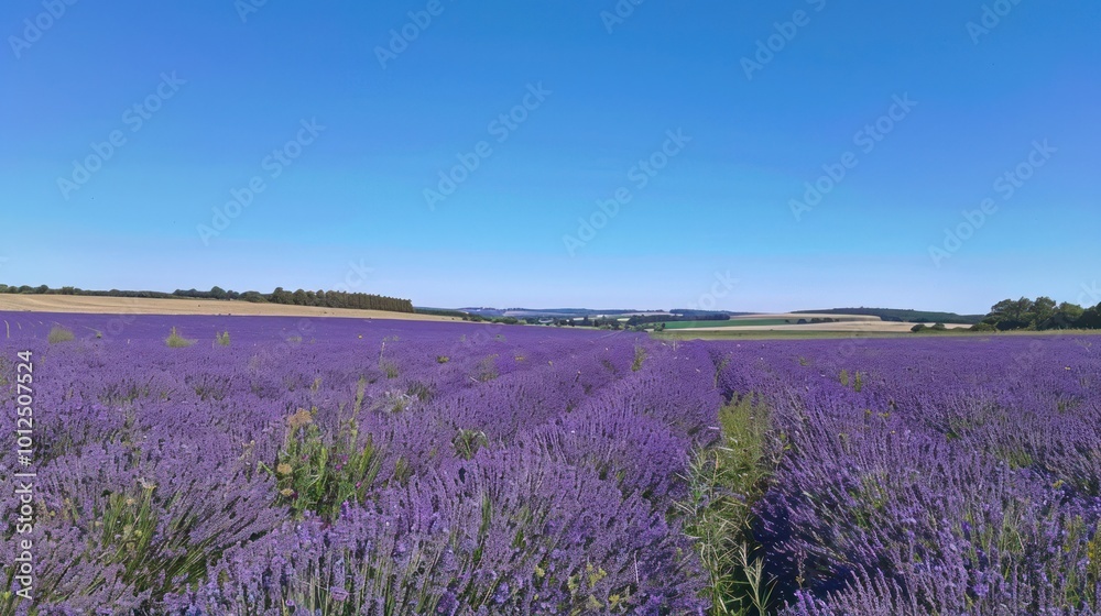 Lavender Field in Summer Lavender Field in Summer