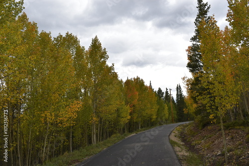 road in autumn forest