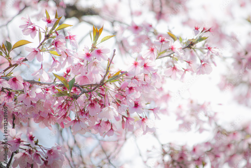 Obraz premium pink cherry blossom
