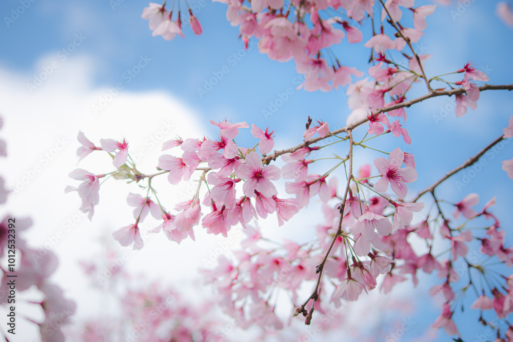 pink cherry blossom