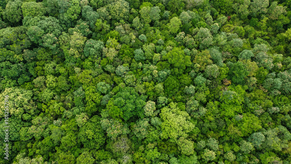 Lush Trees in a Village Captured by Drone Lush Trees in a Village Captured by Drone