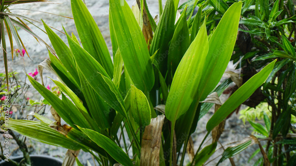 Obraz premium Green Ornamental Plant in the Garden After Rain