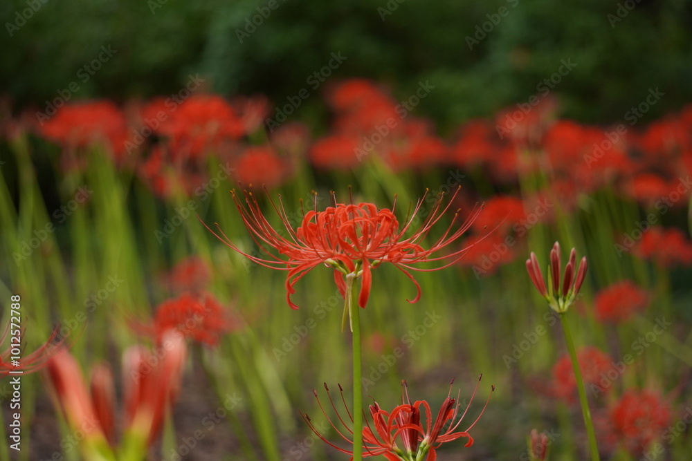 Cluster of red spider lilies blooming in autumn Cluster of red spider lilies blooming in autumn