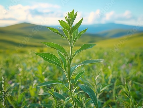 Amidst the beauty of the countryside, a young Withania plant can be seen growing in a field, exemplifying their dicotyledonous traits, photo