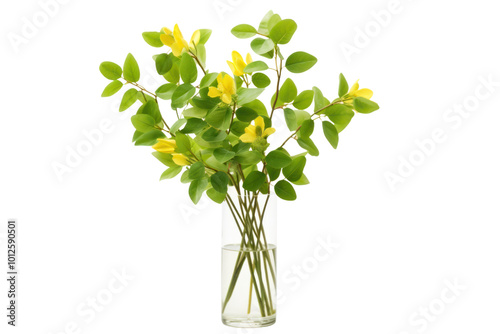 Fototapeta Naklejka Na Ścianę i Meble -  A classic arrangement of yellow roses in a tall, slender glass vase with a few green leaves, isolated on a clean white background