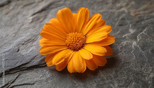 Vibrant Orange Marigold Flower Close Up on Textured Gray Background