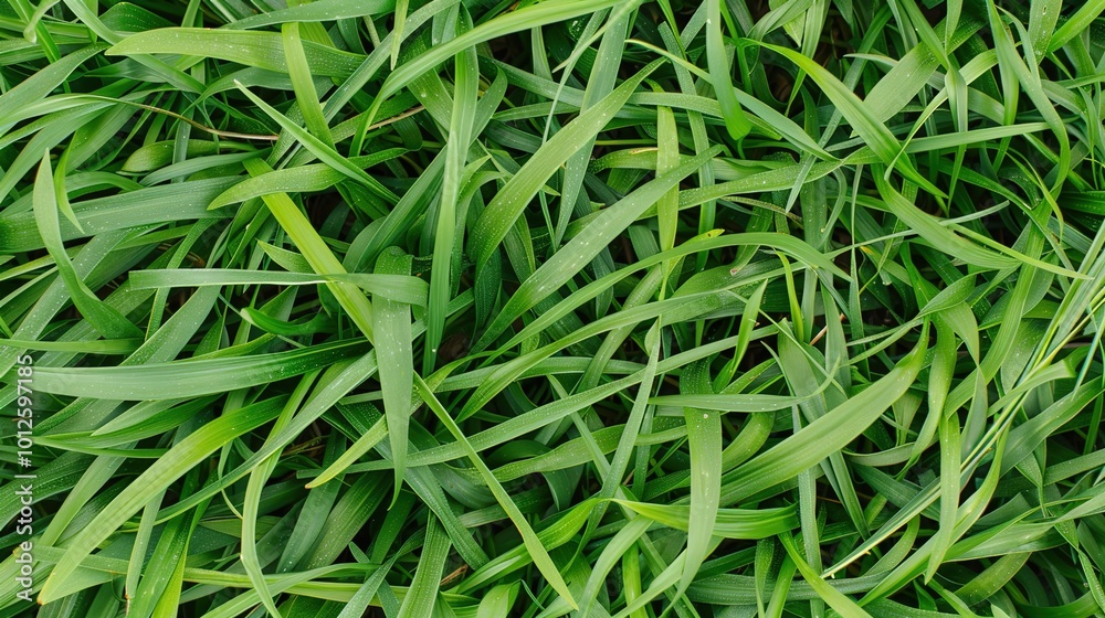 A neatly trimmed lawn with vibrant green grass, perfect for a summer background A neatly trimmed lawn with vibrant green grass, perfect for a summer background